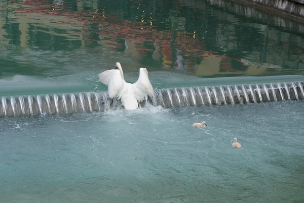 Cygnes